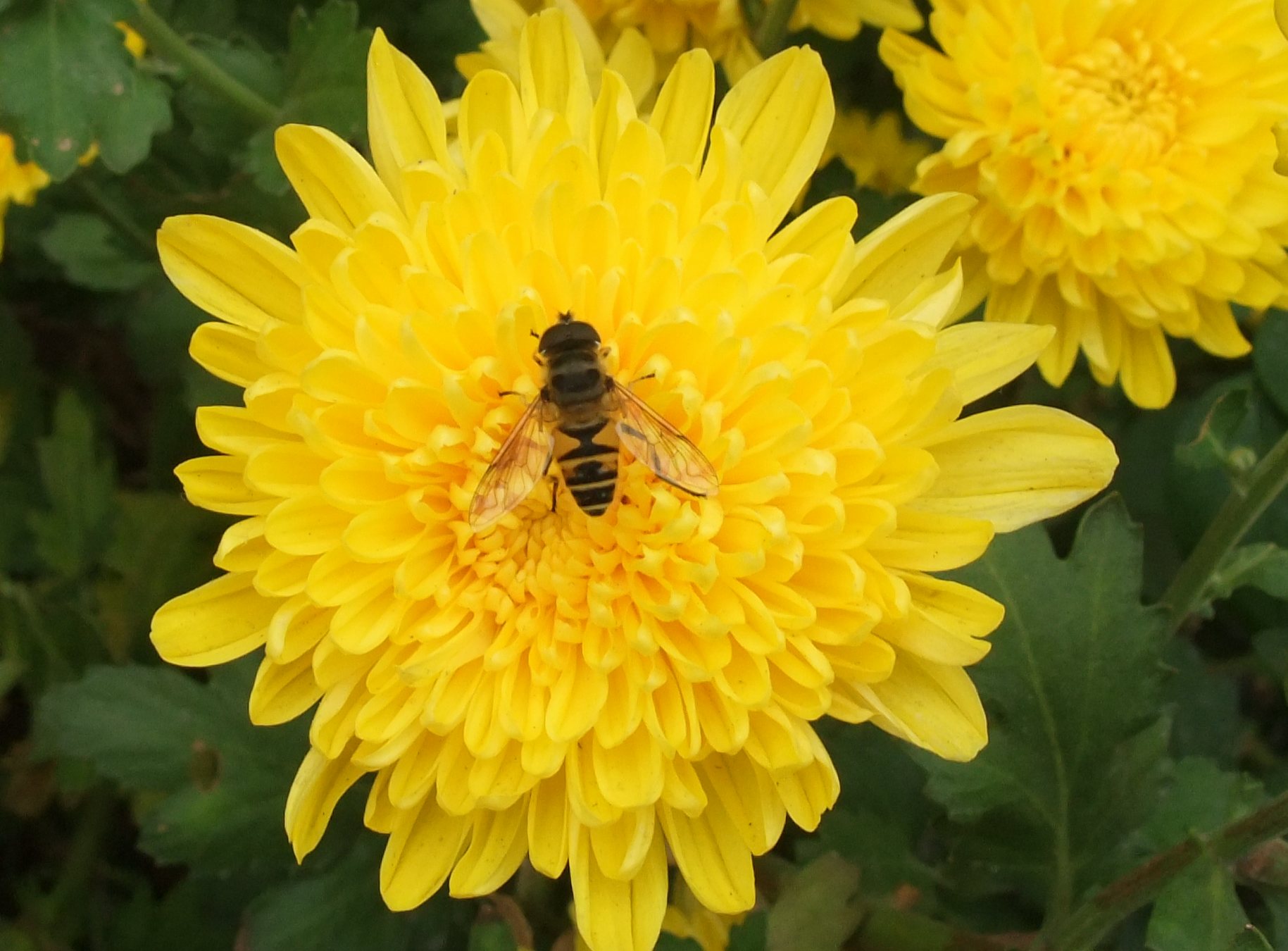 DSCF5846.jpg