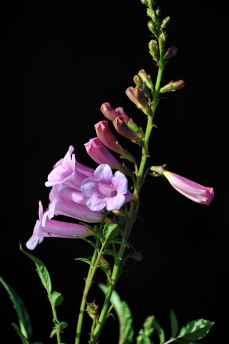 DSC_0026.jpg