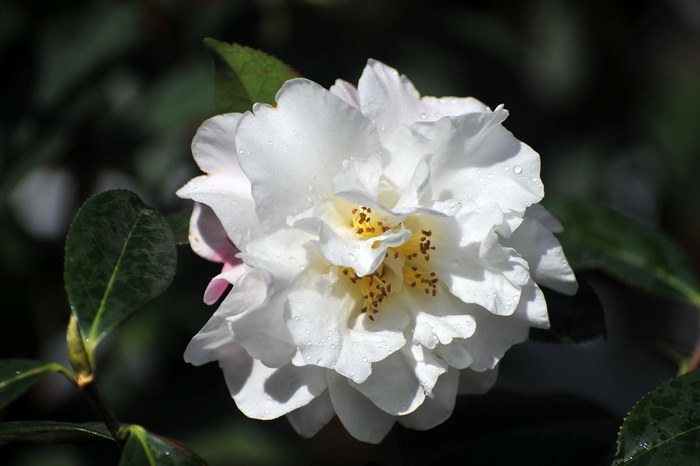 DSC_0418.jpg