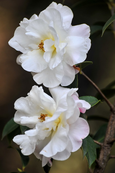 DSC_0436.jpg