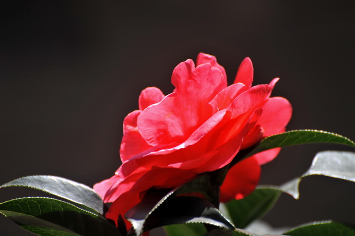DSC_0429.jpg