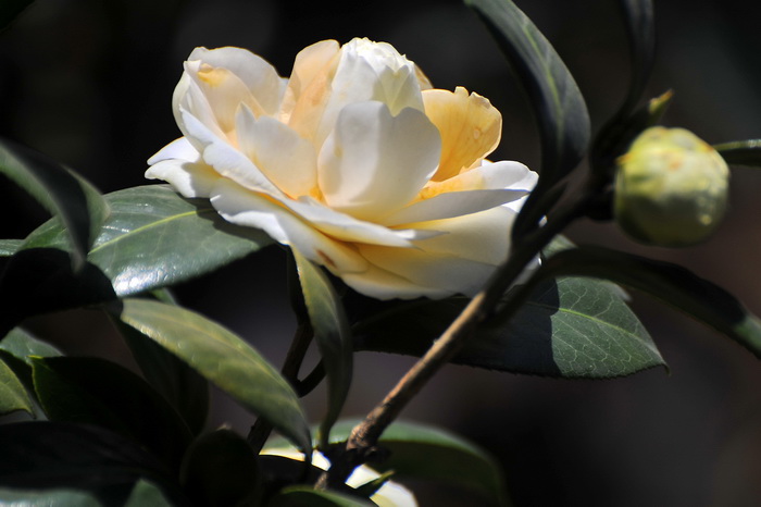 DSC_0448.jpg