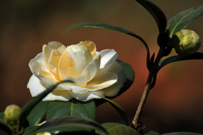 DSC_0450.jpg