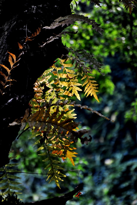 DSC_0524.jpg