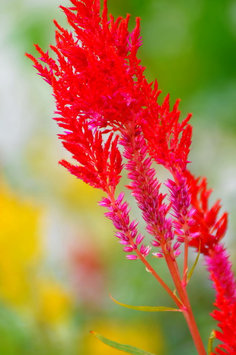 DSC_0476.jpg