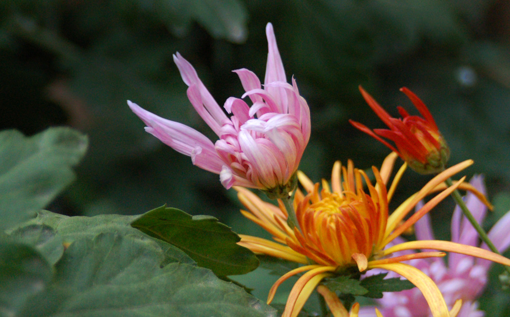 DSC_9055.JPG
