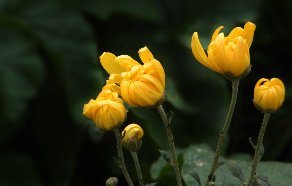  DSC_9051.JPG