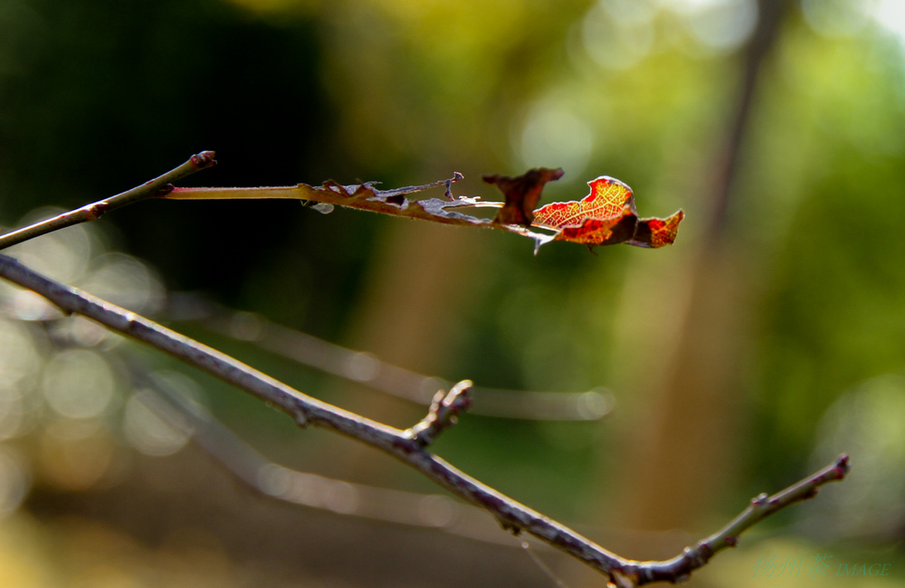 IMG_1017-2.jpg
