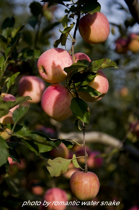 DSC_5831.jpg