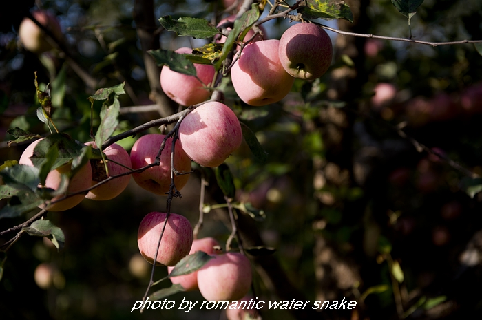 DSC_5824.jpg