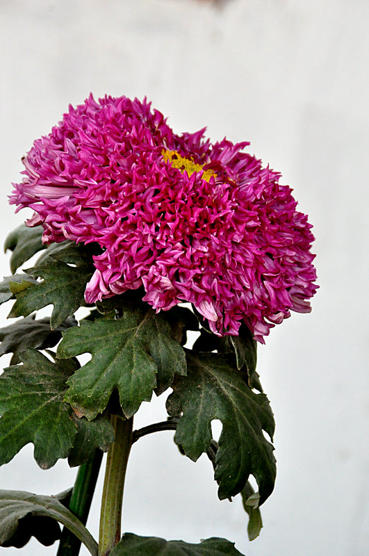 DSC_3290.jpg