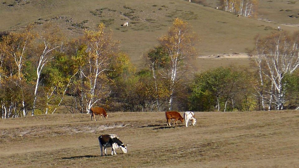 P1130749.JPG