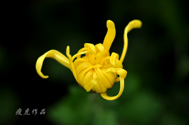 DSC_7377-xc1.jpg