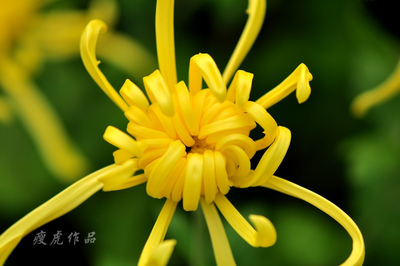 DSC_7378-xc1.jpg