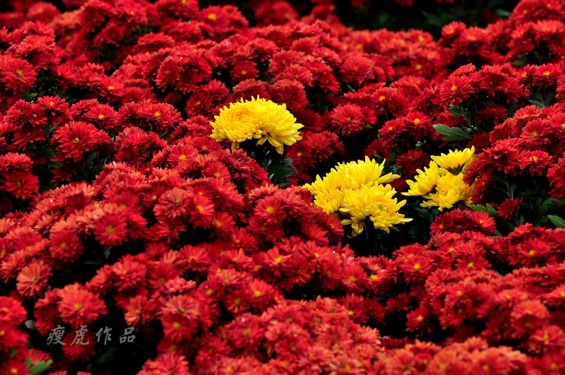 DSC_7550-xc1.jpg