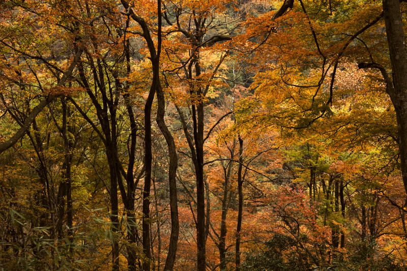 _MG_7645.jpg