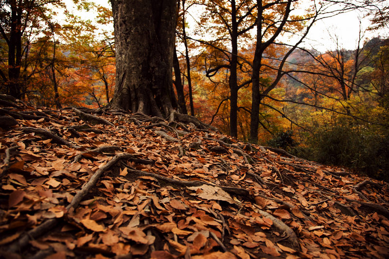 _MG_7640.jpg
