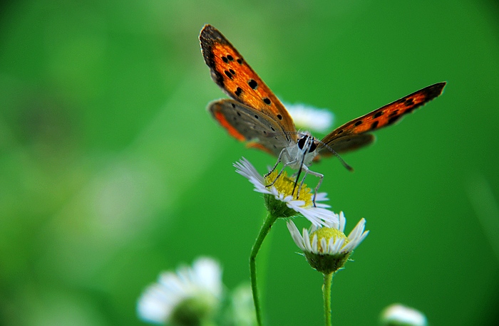 DSC_0131.JPG