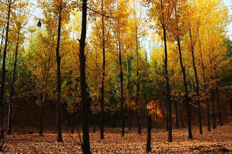 nEO_IMG_DSC_3196.jpg