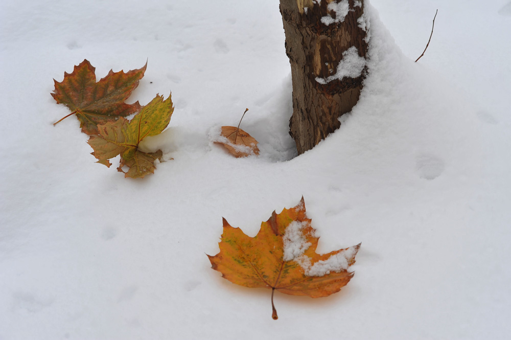 DSC_4157.JPG
