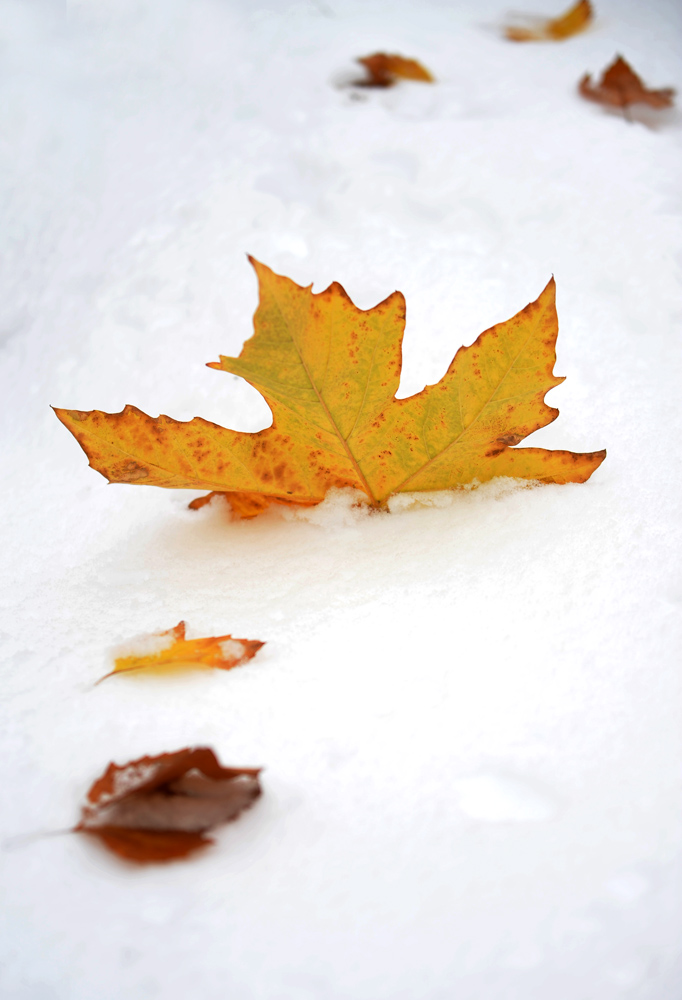 DSC_4160.JPG
