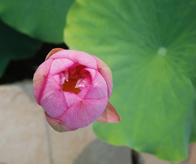 DSC_0042_.jpg