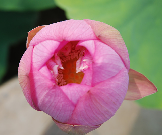 DSC_0040_.jpg