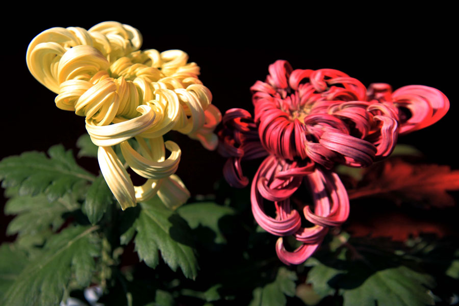 _MG_9356.JPG