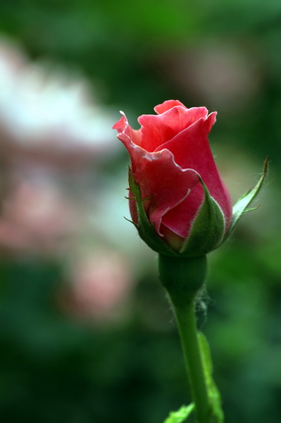 PICT0028.jpg