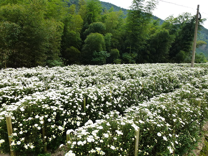 P1030127A.jpg