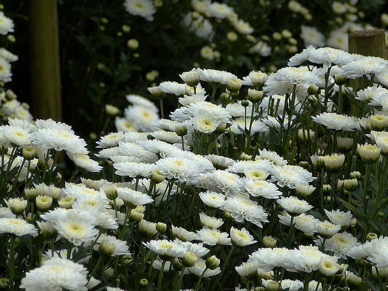 P1030129A.jpg