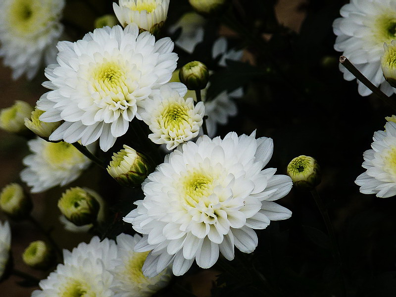 P1030122A.jpg