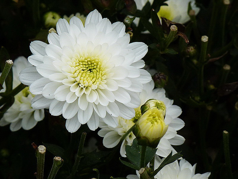 P1030120A.jpg