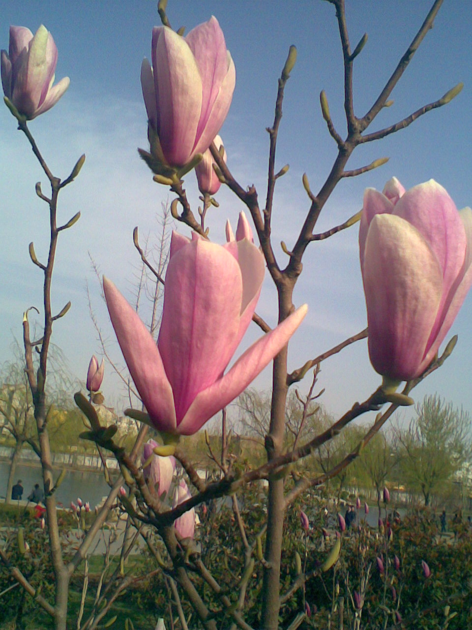 Է