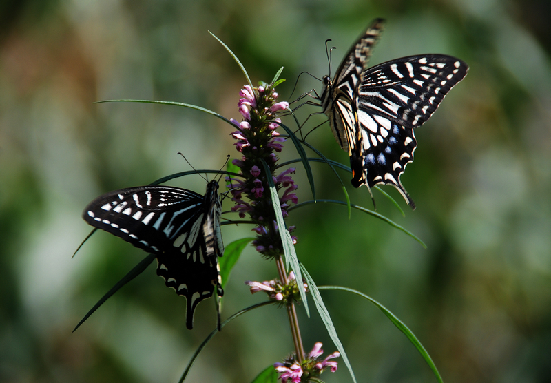 DSC_5876.jpg