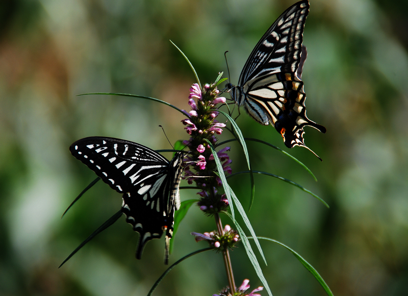 DSC_5877.jpg