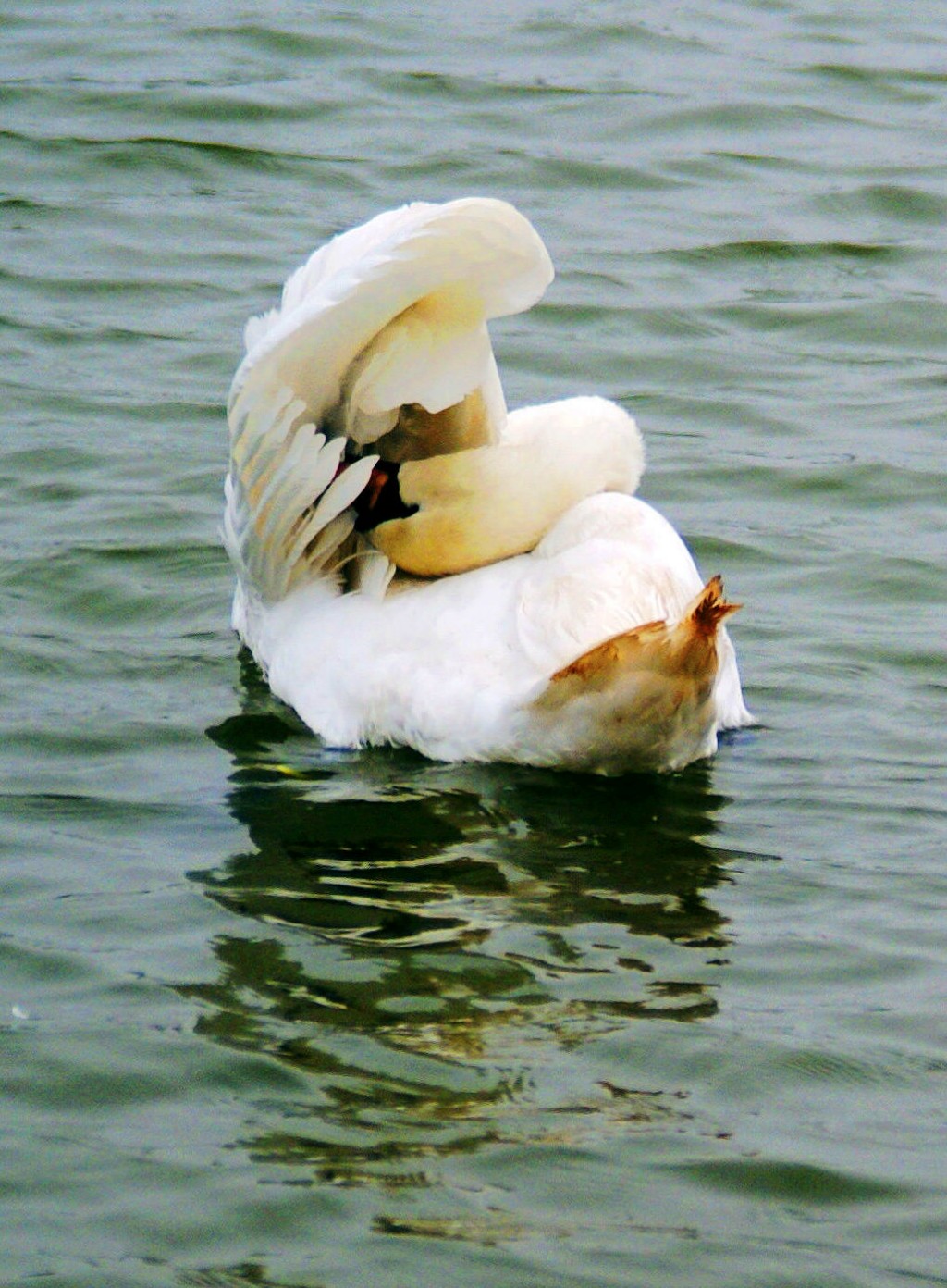 conew_neo_img_dsc00413.jpg