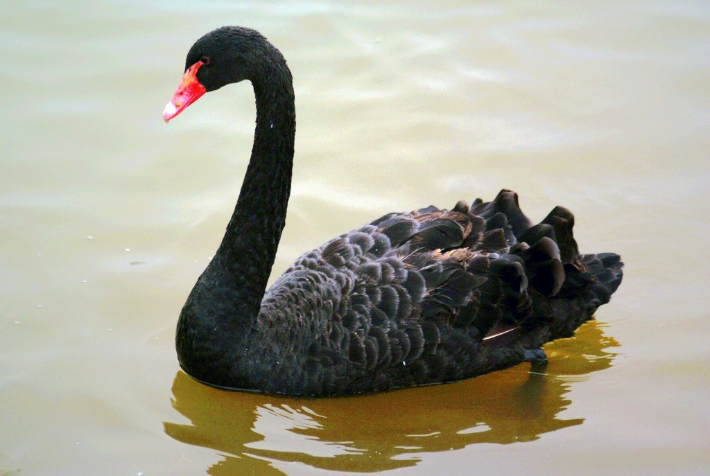 conew_neo_img_dsc00379.jpg