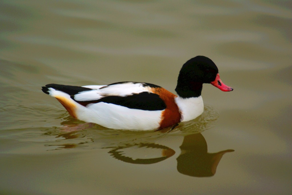 conew_neo_img_dsc00352.jpg