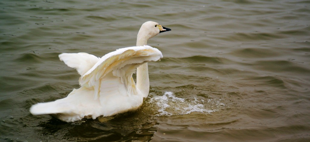 conew_neo_img_dsc00300.jpg