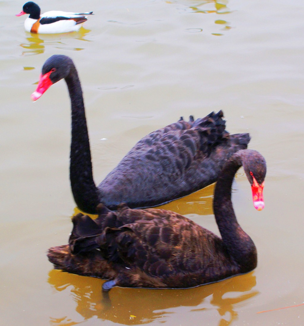 conew_neo_img_dsc00501.jpg