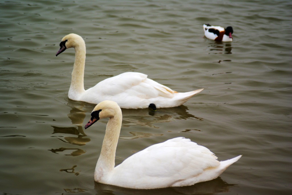 conew_neo_img_dsc00288.jpg