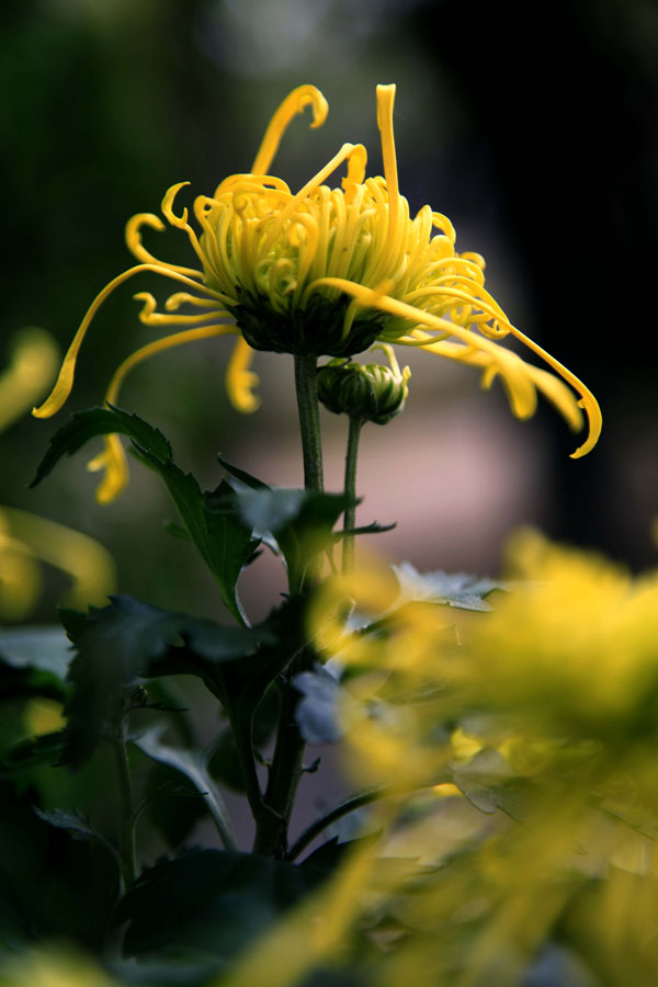 _MG_9559.JPG