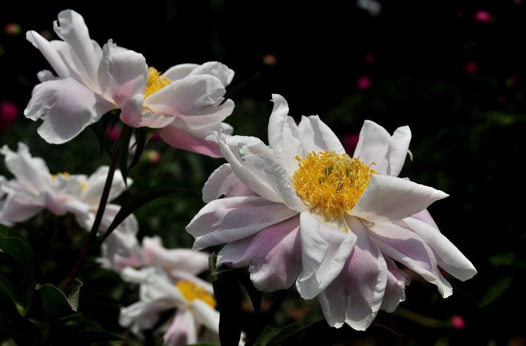 DSC_05.jpg