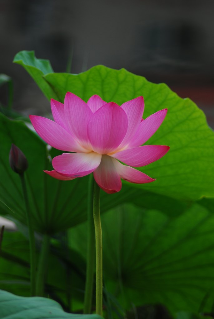 DSC_3997.JPG