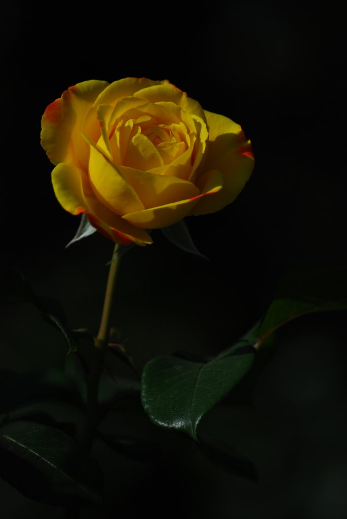 DSC_0513.JPG