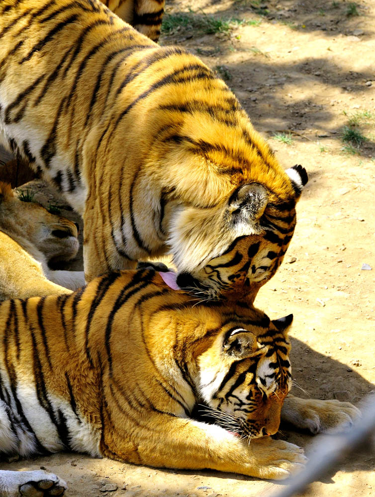 DSC_2319.jpg