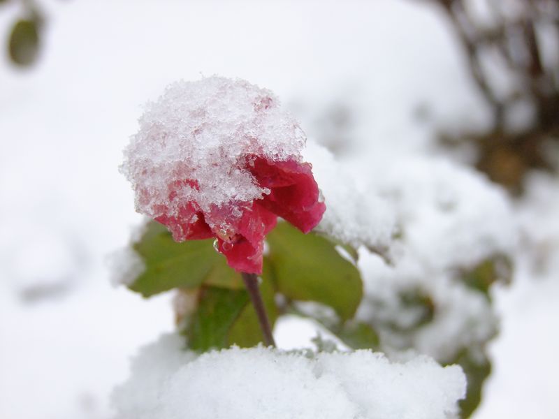 DSCF7678.jpg