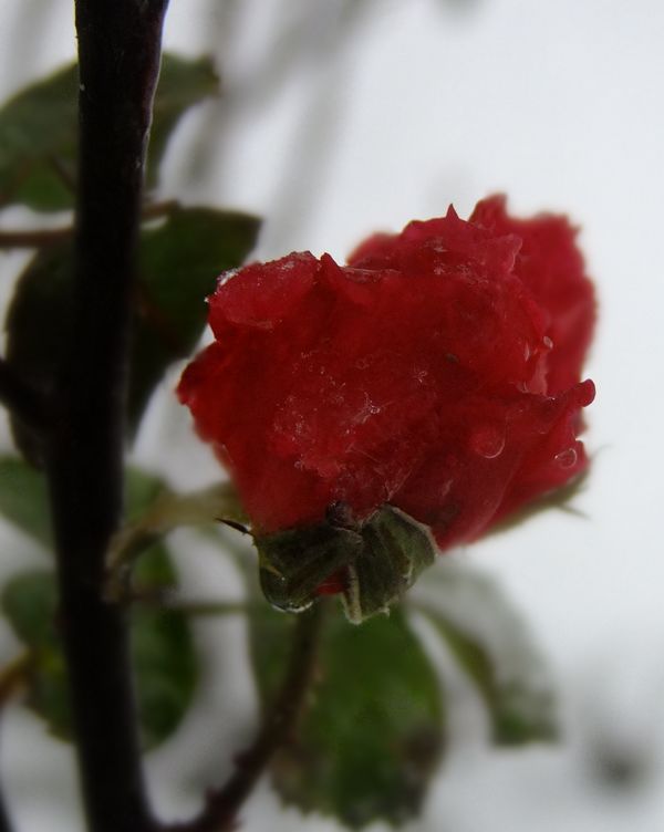 DSCF7657.jpg