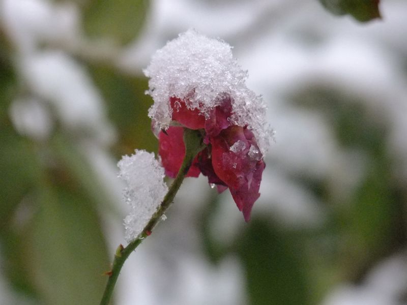 DSCF7684.jpg